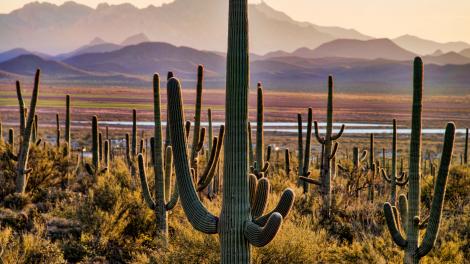 Tree-like saguaros resemble sentinels watching over the desert 