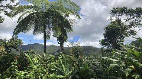 Vistas a la exuberante vegetación de la selva