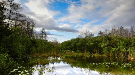 A view of the Everglades, the "River of Grass" in Florida
