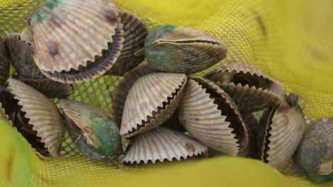 Adventure Coast scallops in the shell