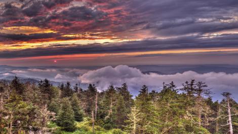 グレートスモーキー山脈国立公園の鬱蒼とした原生林