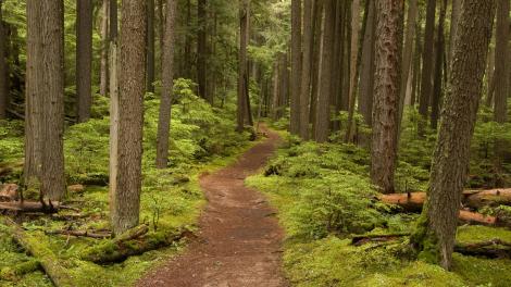 A winding trail at Glacier National Park in Montana