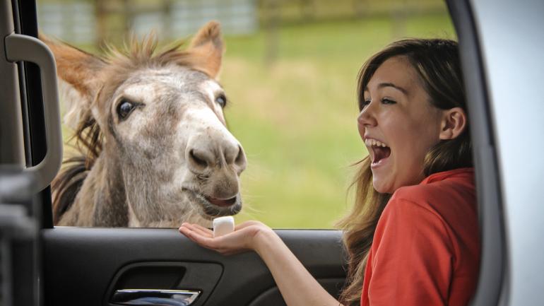 마시멜로를 달라고 조르는 작은 당나귀