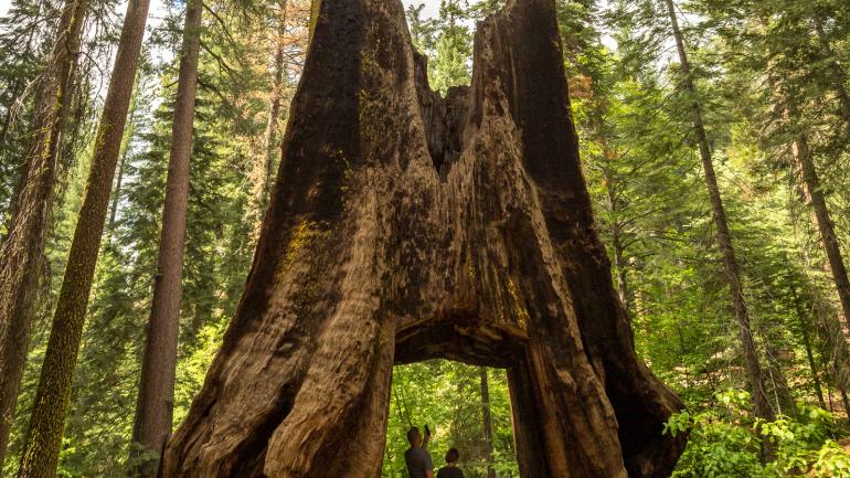 Giant Sequoia Trees, like those found in the Tuolumne Grove of Giant Sequoias, are some of the tallest trees in the world. 