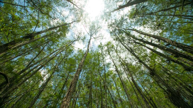 Tall cypress trees looming over the Everglades