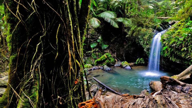 Juan Diego Falls es uno de los muchos lugares pintorescos que encontrarás en el El Yunque National Forest de Puerto Rico.