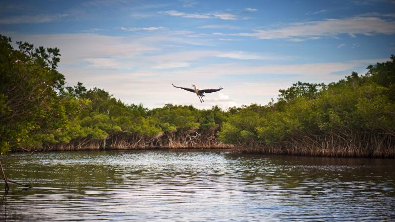 Great blue heron takes flight above the waterways in Everglades National Park 