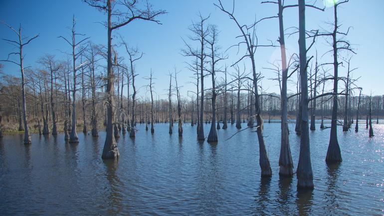 Vistas de la naturaleza por el Black Bayou Lake National Wildlife Refuge en Monroe, Luisiana