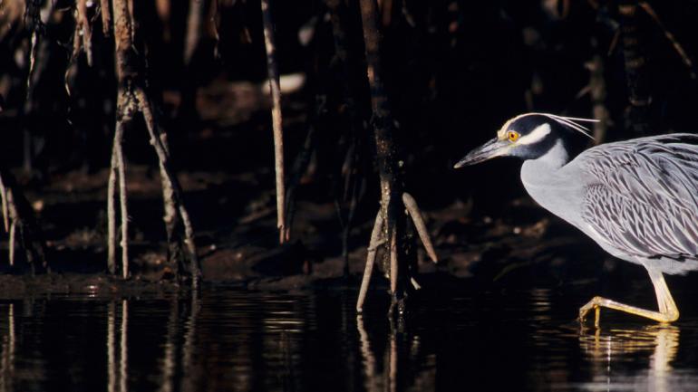 Spying a yellow-crowed night heron at J.N. “Ding” Darling National Wildlife Refuge