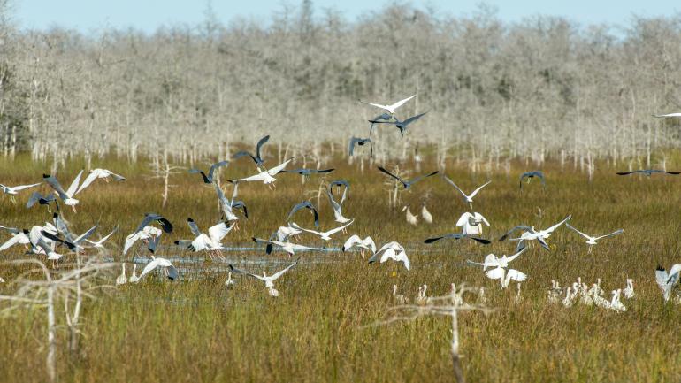 Ibis and little blue herons in flight over the Everglades