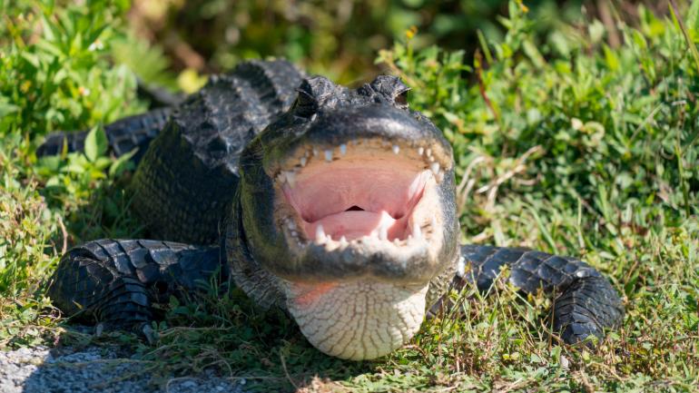 Toothy view of an alligator in the Florida Everglades