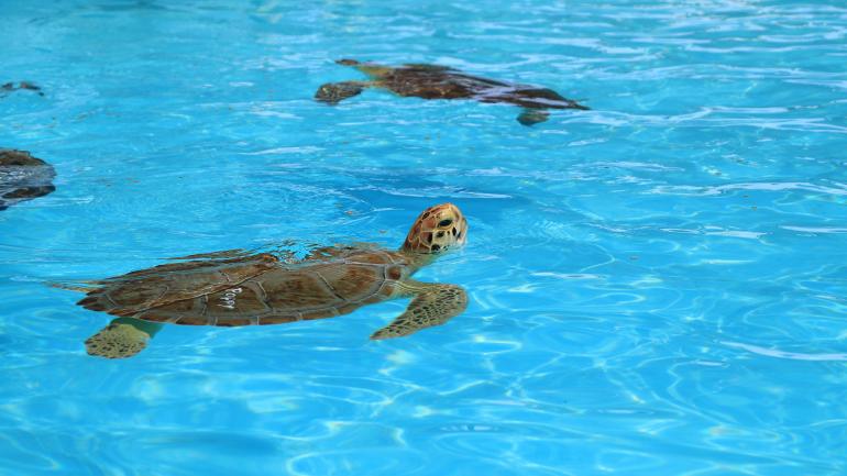 濒危海龟在海龟医院安全的池塘里得到救治