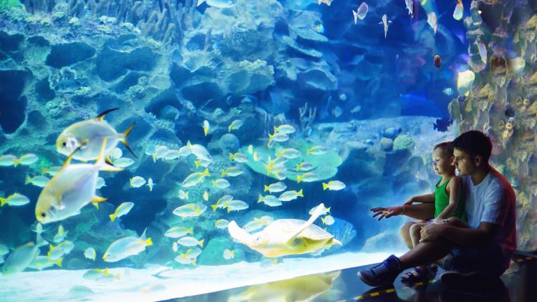 一对父子在冒险水族馆的“海洋王国”展区观赏游来游去的海洋生物