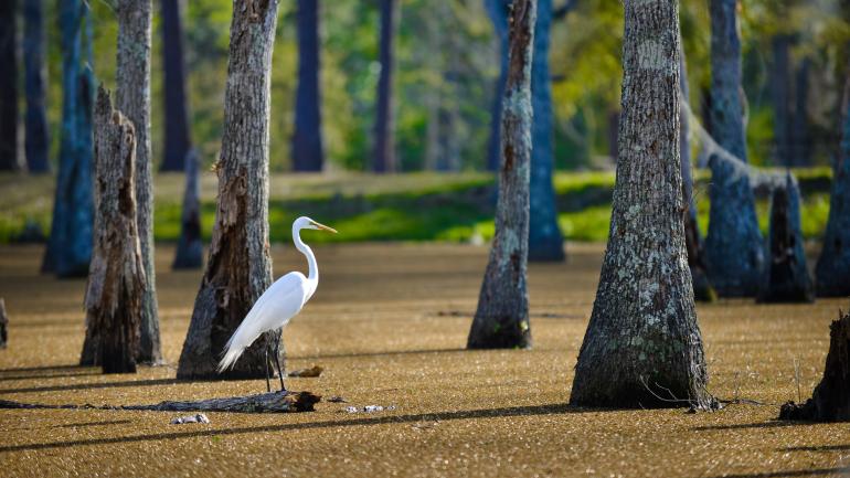 The serene bayous at Sam Houston Jones State Park