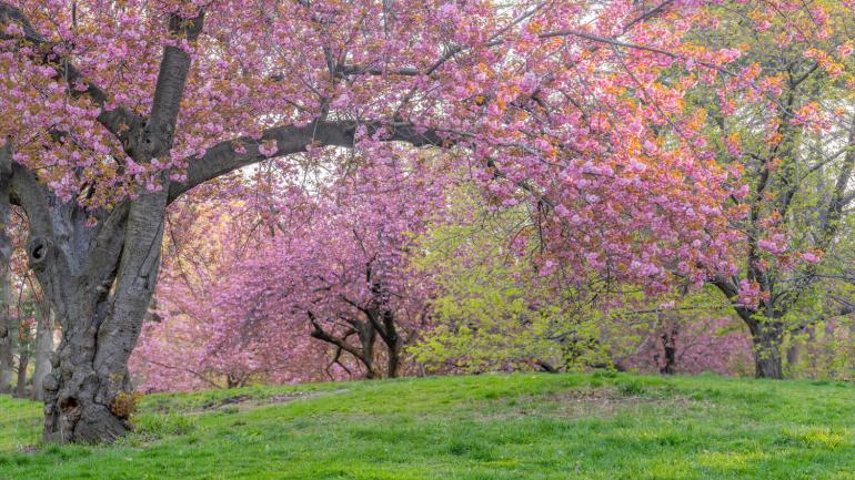 Cherry blossoms in Central Park’s Conservatory Garden