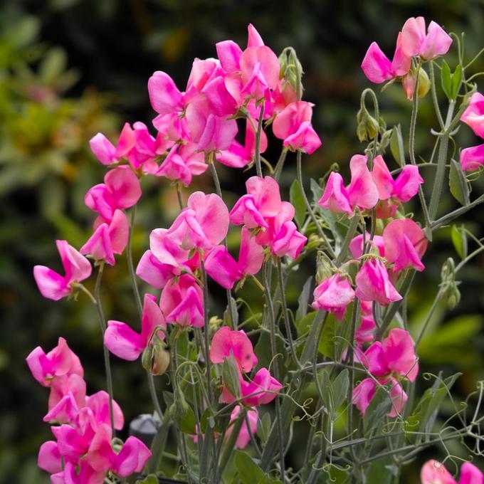 一株花朵盛开的豌豆植物