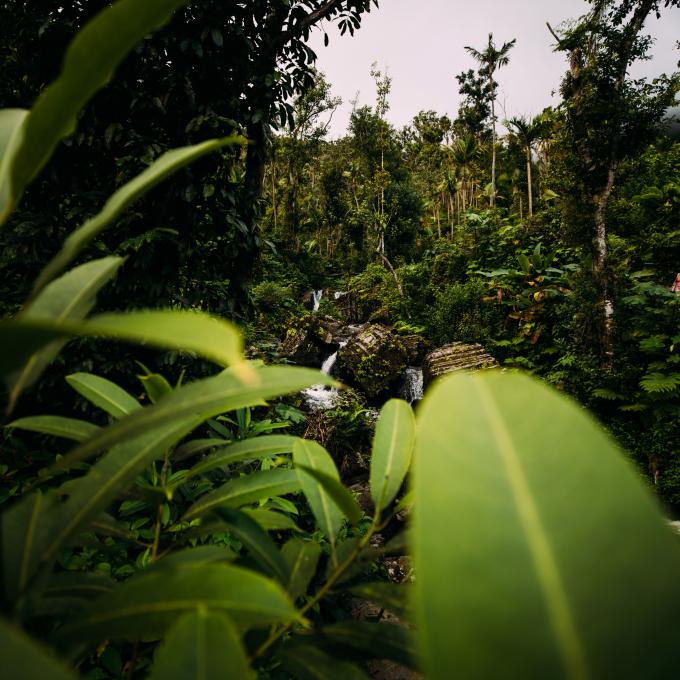 El Yunque National Forest, el hábitat de muchos murciélagos nativos de Puerto Rico
