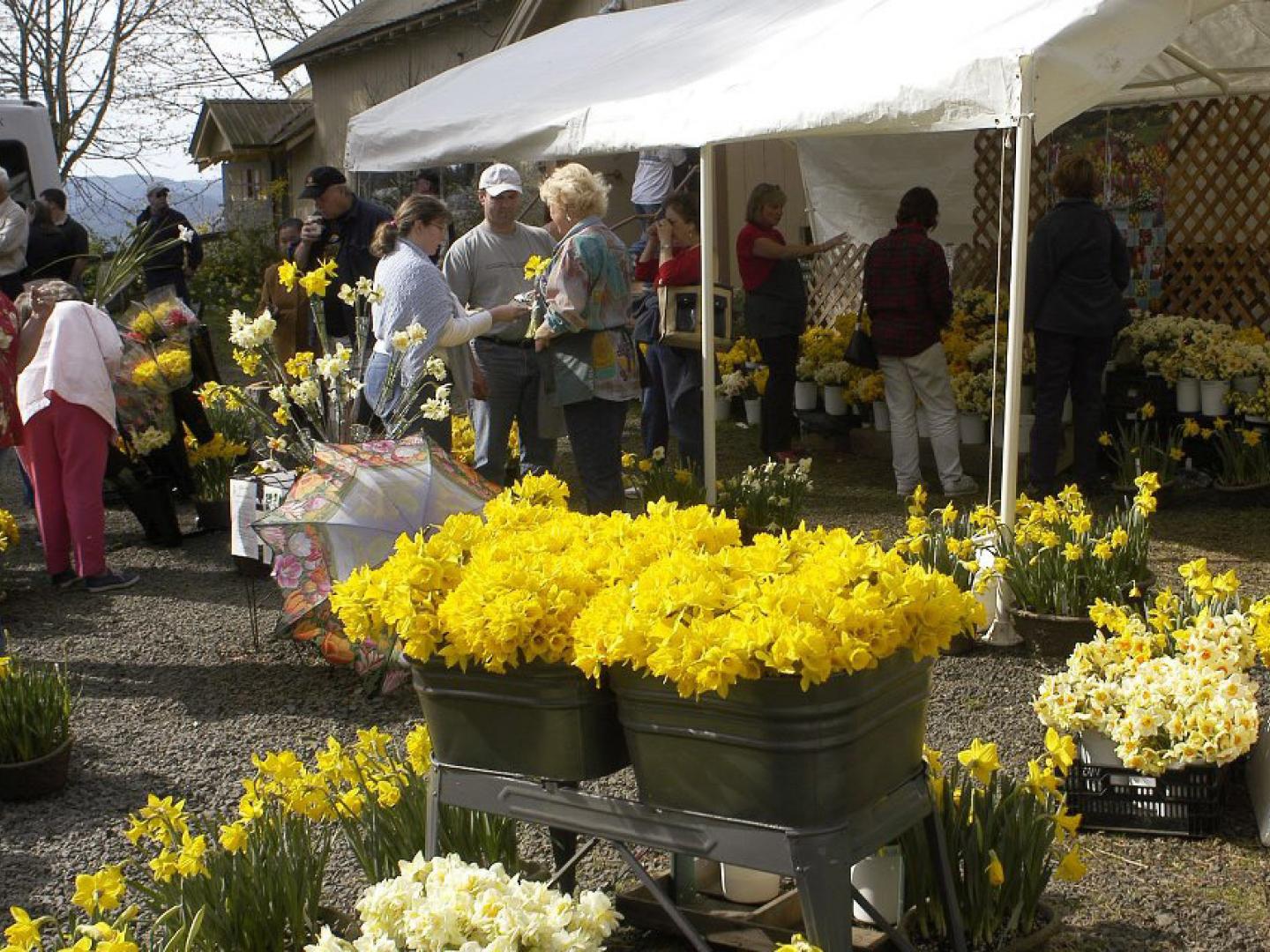Stand mit Narzissen beim Daffodil Festival in Junction City
