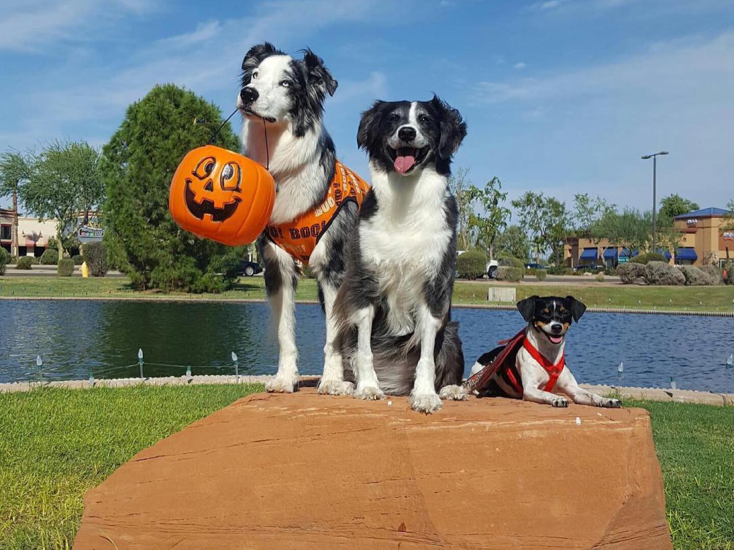 Dogs in costume at Gilbert's annual Barktoberfest Event