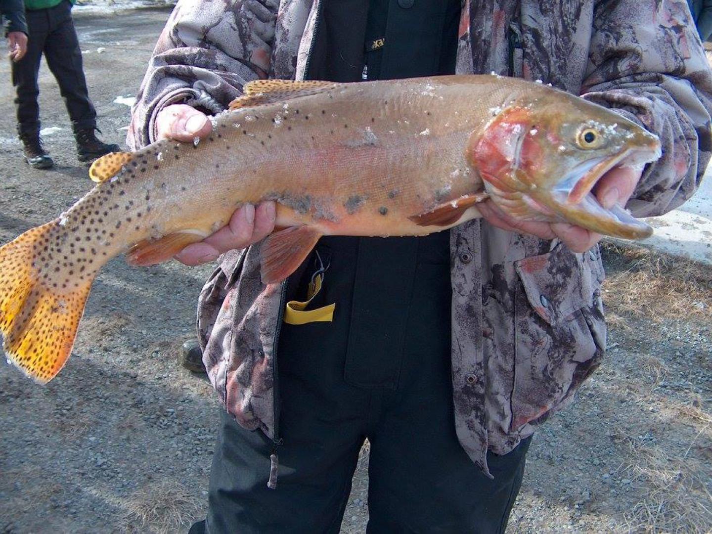 Une grosse prise lors de l’événement annuel Ice Fishing Derby à Meeteetse près de Cody, Wyoming