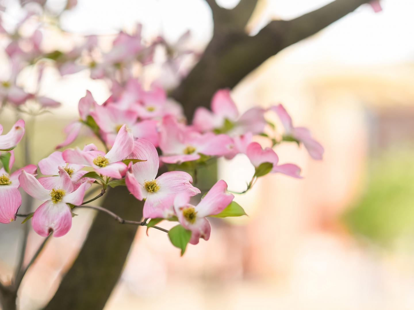 在田纳西州诺克斯维尔盛开的茱萸花