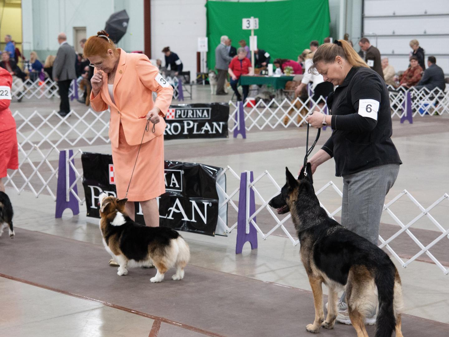 Canine competitors at the Celtic Classic Dog Show in York, Pennsylvania