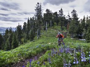在野花盛开的山道上骑行