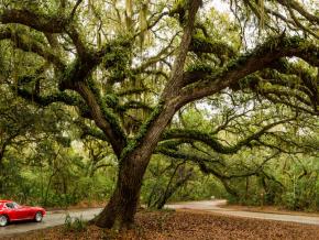 Driving along canopy roads lined with live oak trees