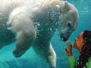 Up-close underwater view of a polar bear at the Brookfield Zoo