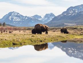 Bison grazing in Yellowstone National Park's Lamar Valley