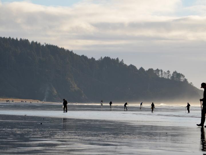 Searching the beach for razor clams during the Long Beach Razor Clam Festival