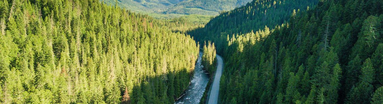 Driving through DeVoto Memorial Cedar Grove in Idaho
