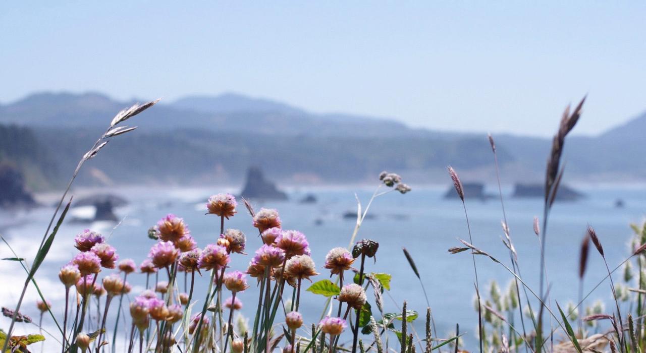 俄勒冈海岸的野花