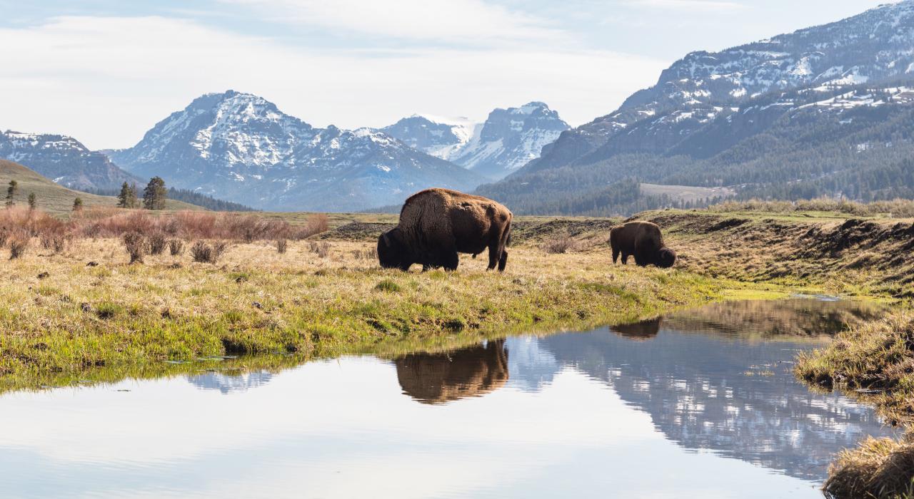 Bison grazing in Yellowstone National Park's Lamar Valley
