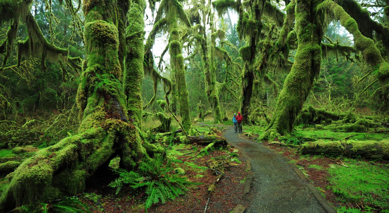 Hoh Rainforest, uno de los numerosos lugares asombrosos del Olympic National Park del Estado de Washington