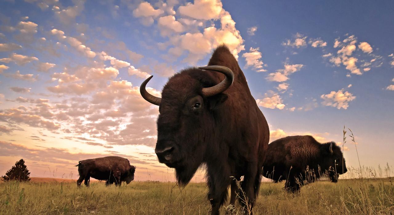 커스터 주립공원의 버팔로