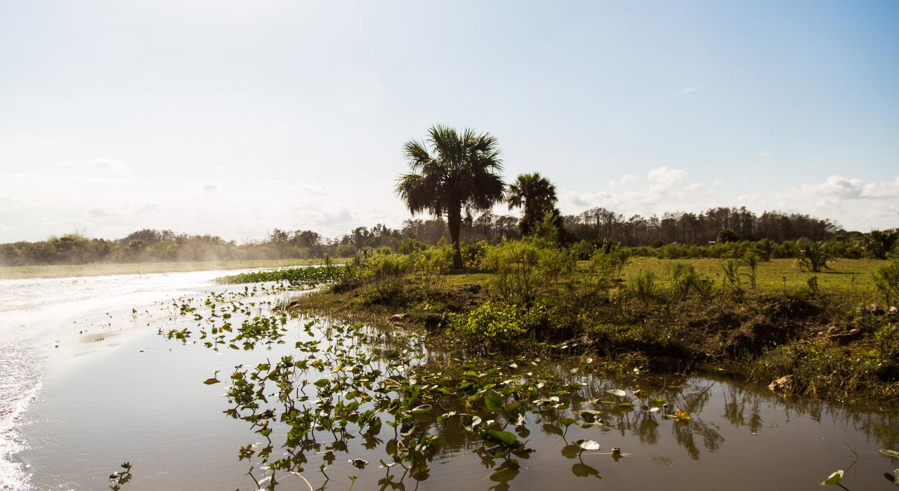 Vista de los Everglades en Florida