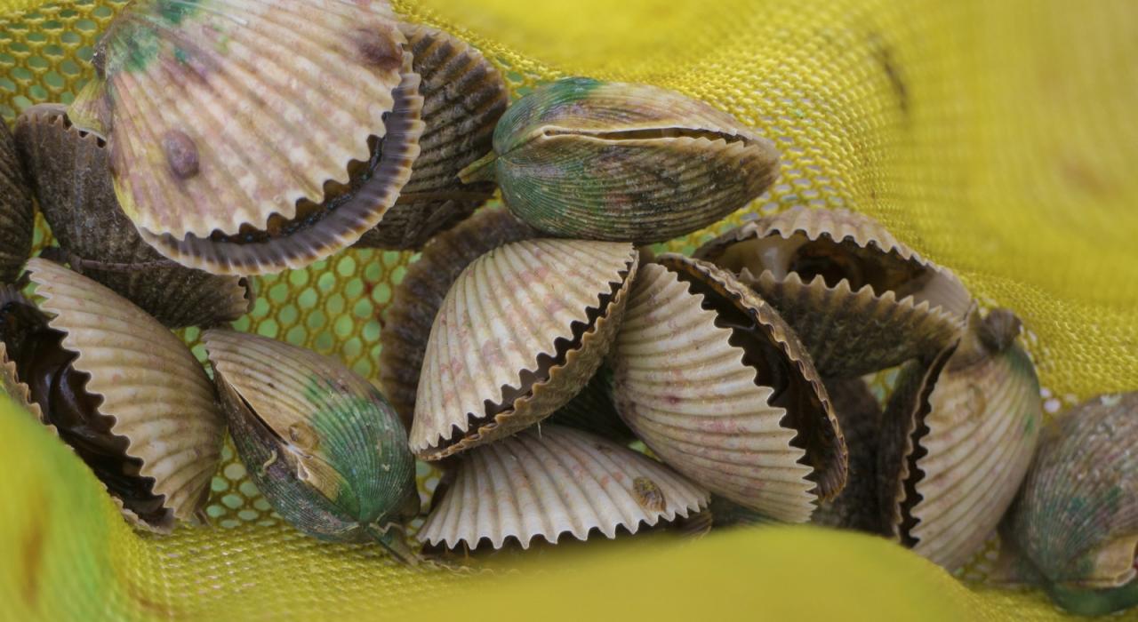 Vieiras en su concha en Adventure Coast