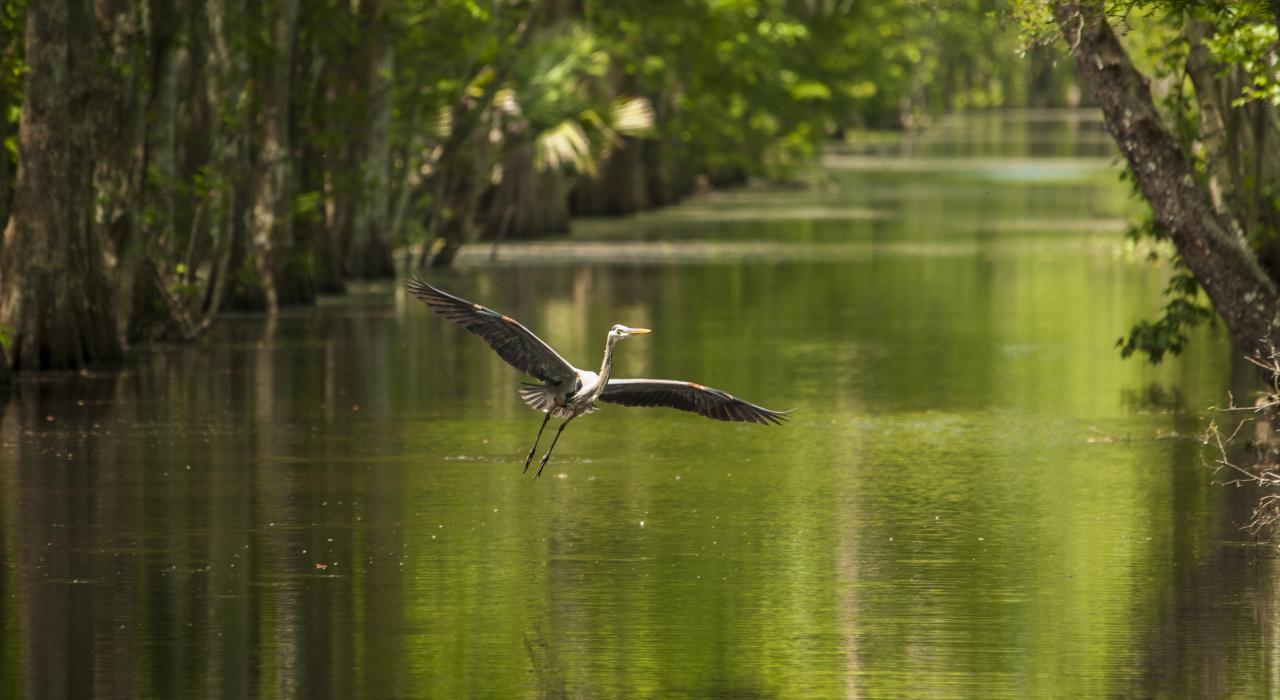 Un grand héron survolant les marais