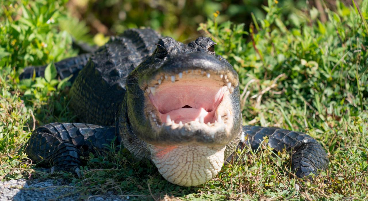 Toothy view of an alligator in the Florida Everglades