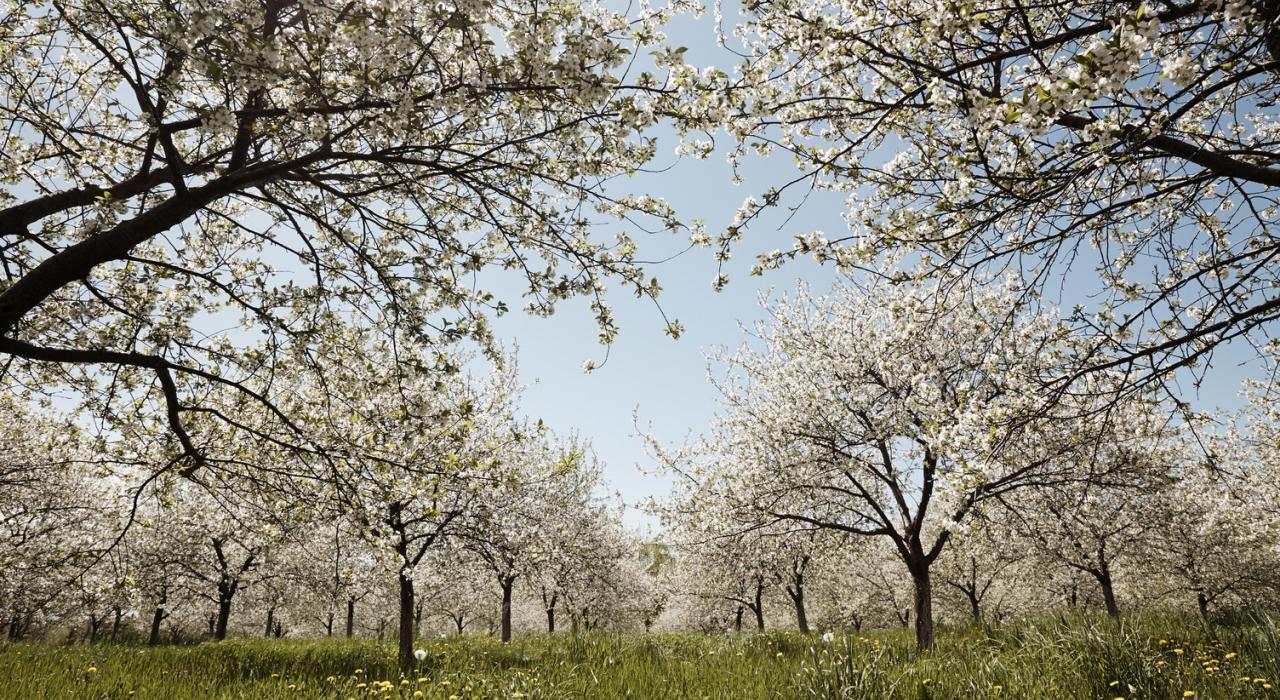 Cerezos en flor en el Seaquist Orchard en Sister Bay