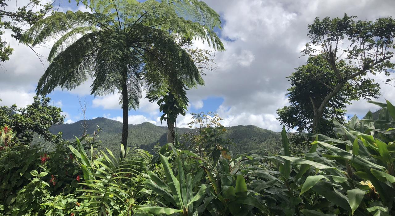 Vistas del canopy y la montaña en El Yunque National Forest
