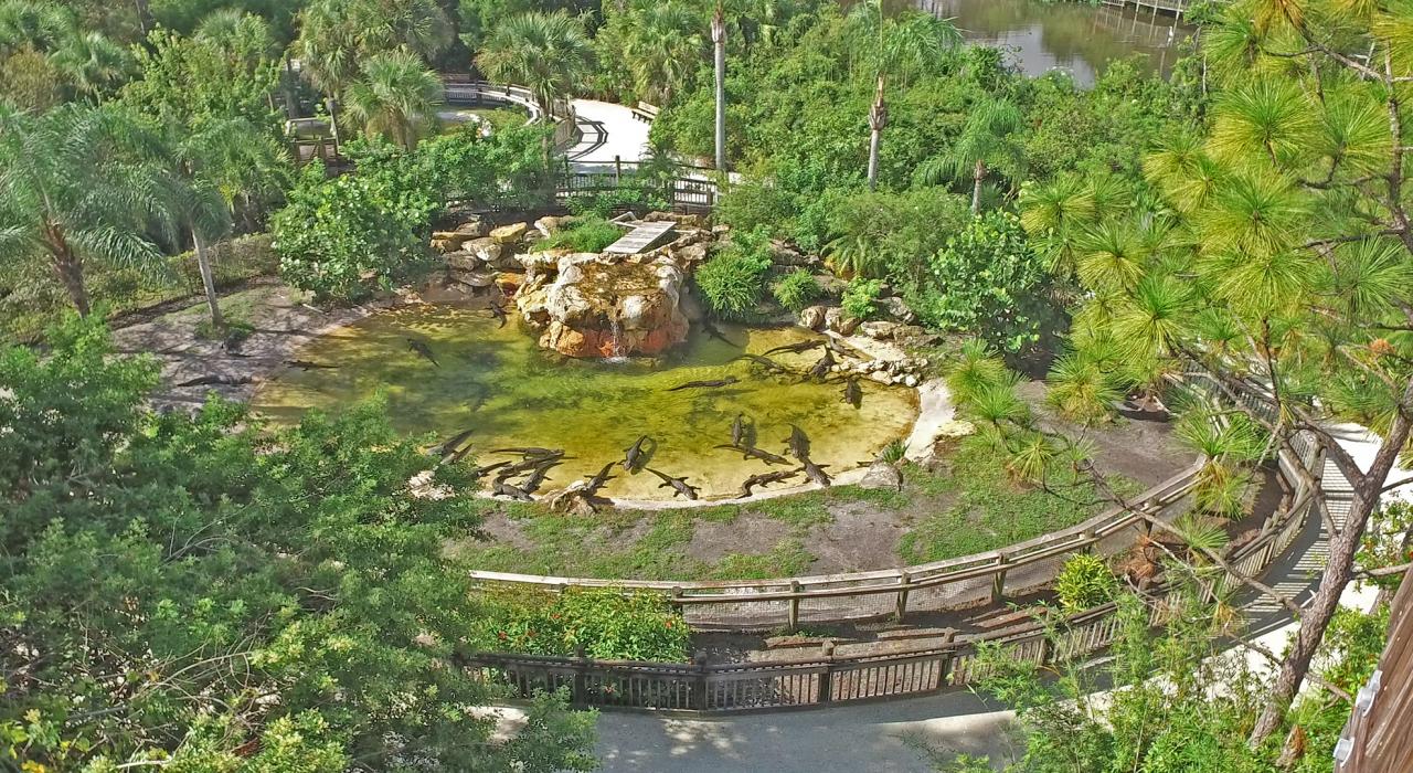 One of the alligator habitats at Gatorland in Orlando, Florida