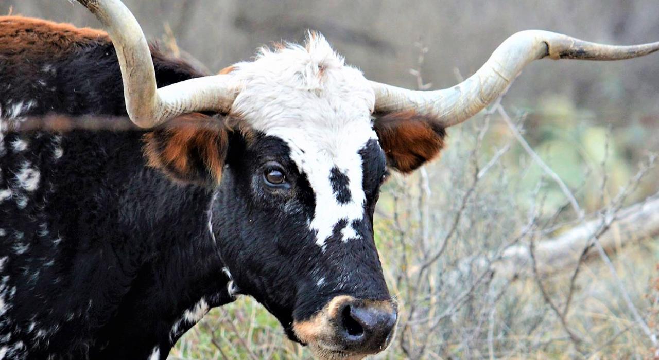 テキサス州の公式シンボルになっているテキサスロングホーンの群れが棲息するサンアンジェロ州立公園