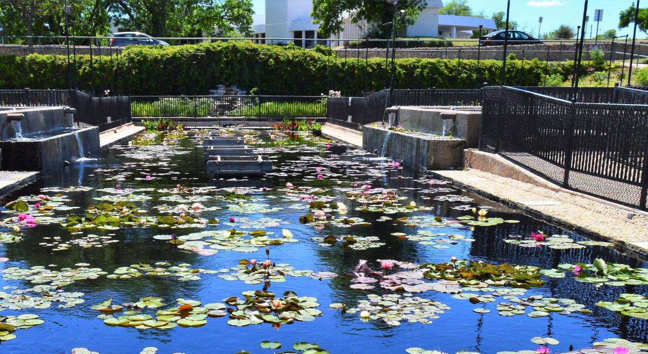 インターナショナル・ウォーターリリー・コレクションで公開されている水生植物