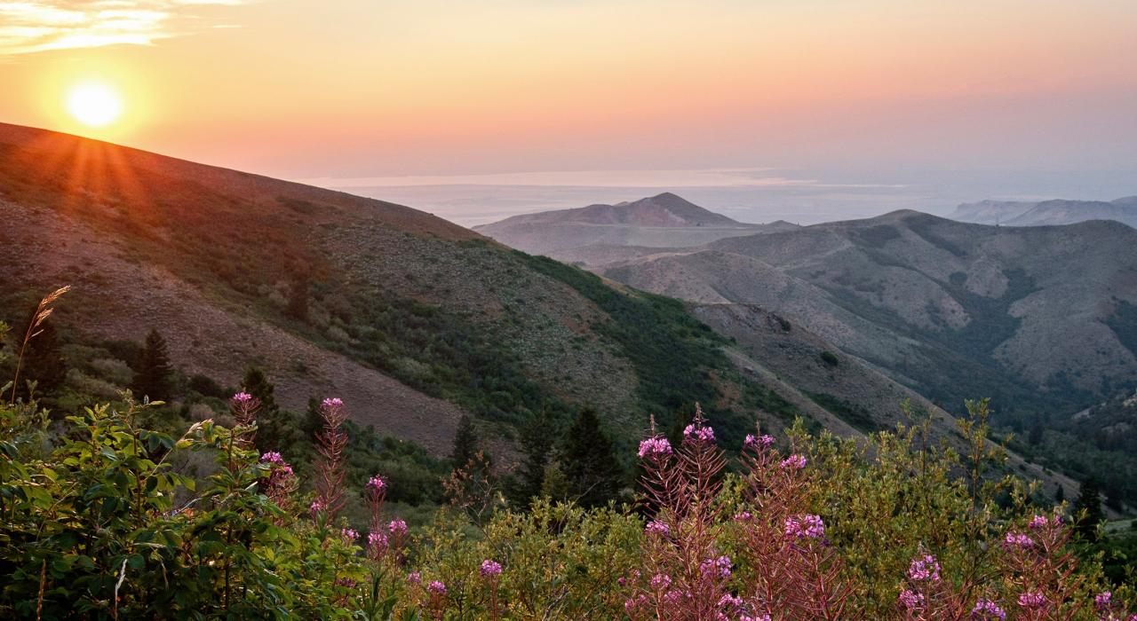 Wildflowers in the Pocatello foothills at sunset