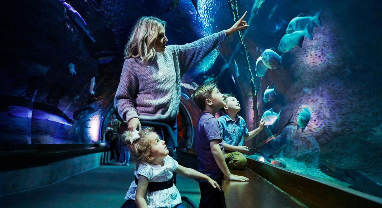 Descubre maravillas naturales en Aquarium Adventure en Wonders of Wildlife National Museum & Aquarium