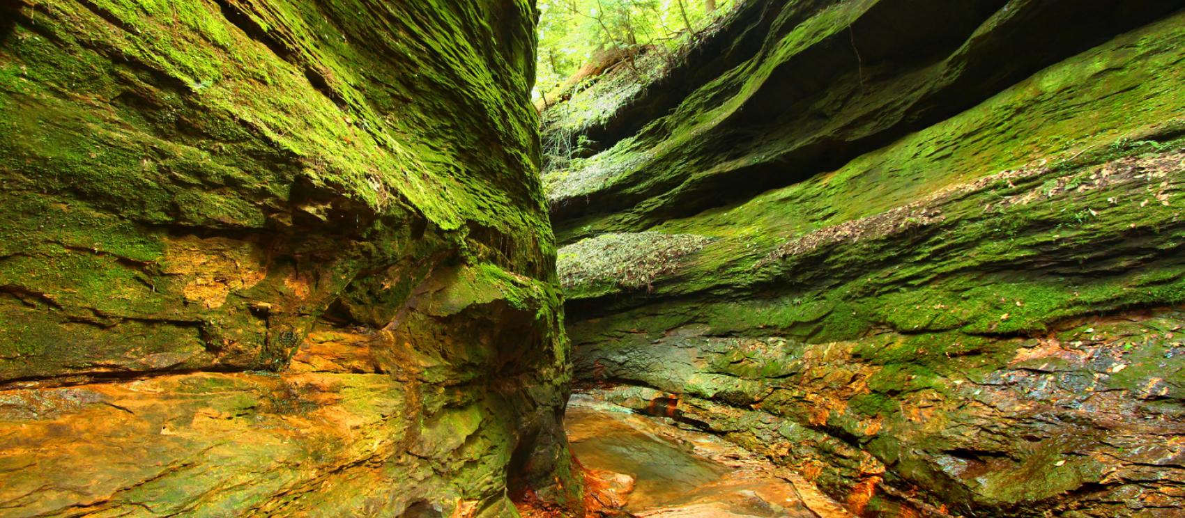 Moss-covered gorge at Turkey Run State Park in Parke County
